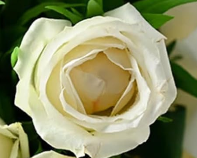 Bouquet of Enchanting 12 White Roses