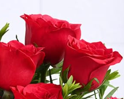 FlowerAura Premium Fresh Live Flower Bouquet of 10 Red Roses
