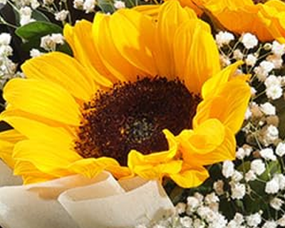 Golden Glow 4 Sunflowers Bouquet